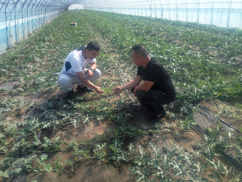 看著冷棚里長勢喜人的西瓜秧，郭洪波（左）高興得合不攏嘴