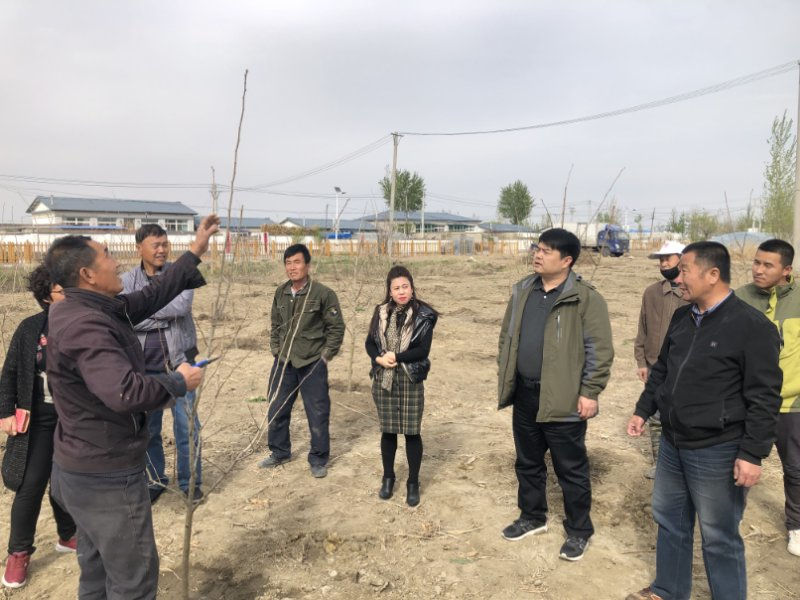 考察山里紅種植項目，回村后帶領技術人員教村民種植技術