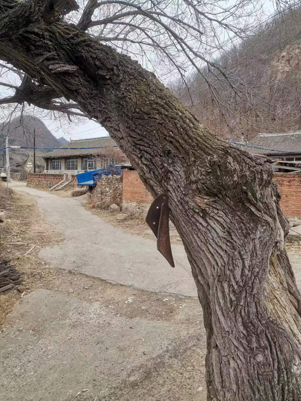 千年老榆樹(shù)上掛的“鐘”，是駱臺(tái)子屯傳統(tǒng)自治的符號(hào)象征。