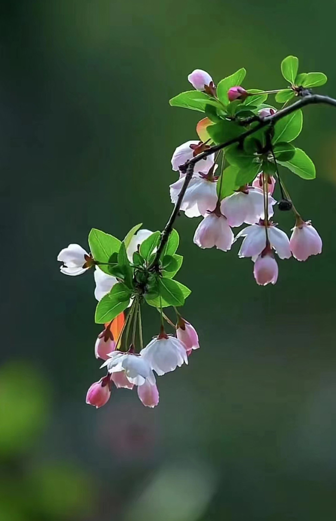 7、攝影——綠蔭下的嬌媚 徐劍