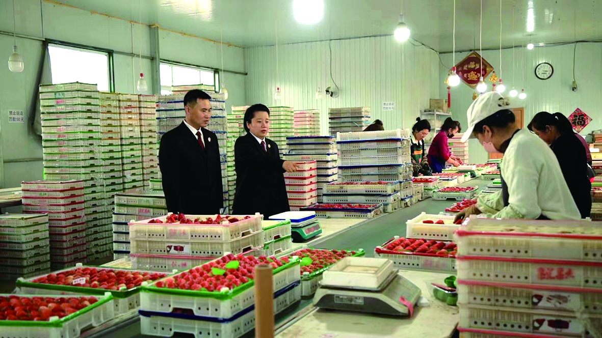 辦案檢察官到農(nóng)場(chǎng)草莓打包點(diǎn)調(diào)查
